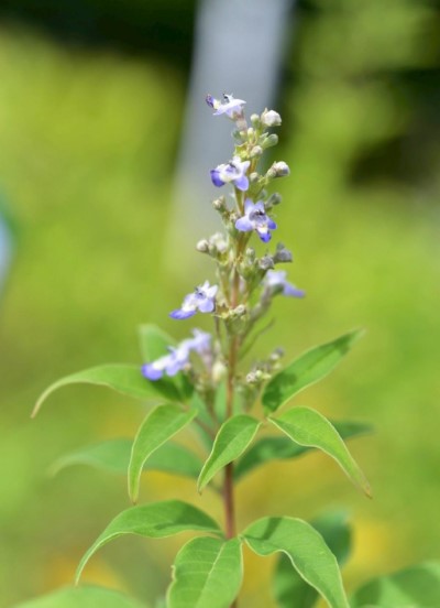 屏東分署提供黃荊(屏東分署拍攝)